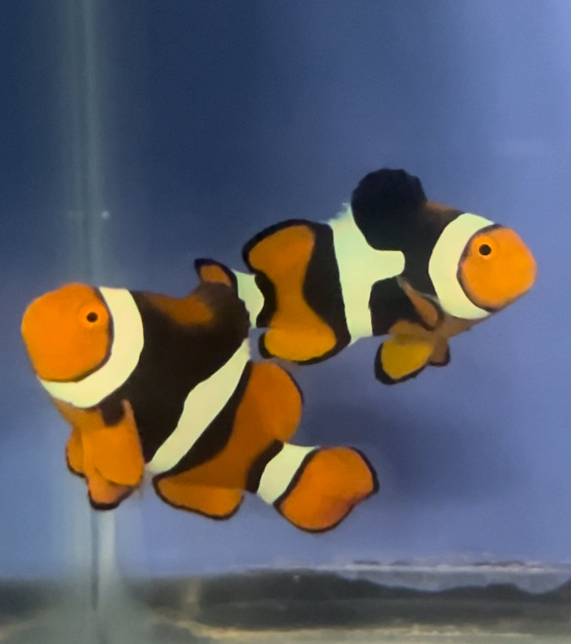 Wild Caught Onyx/Super Black True Percula Pair, WYSIWYG