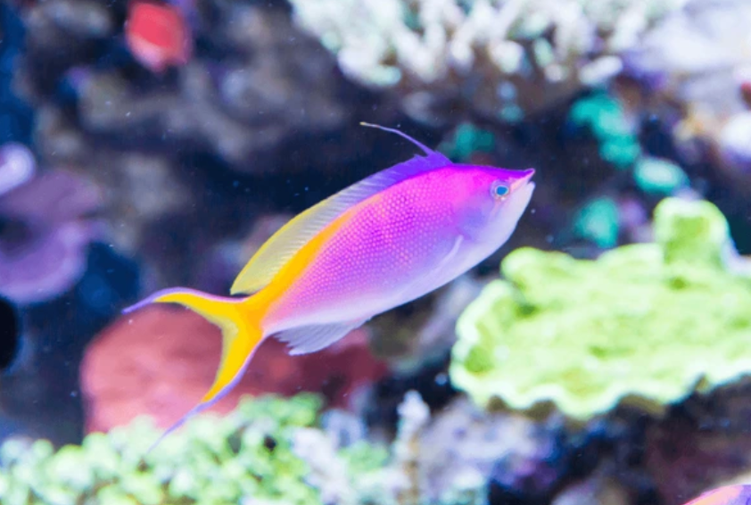 Bartlett's Anthias