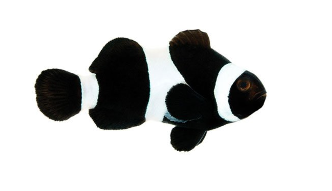 Black Ocellaris Clownfish