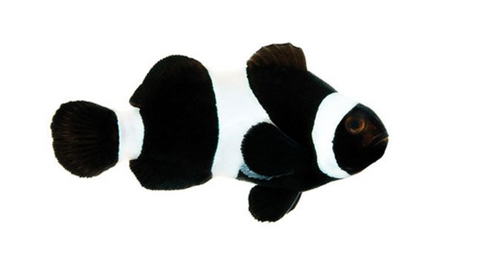 Black Ocellaris Clownfish