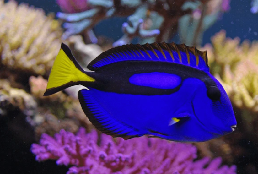 Blue Hippo Tang