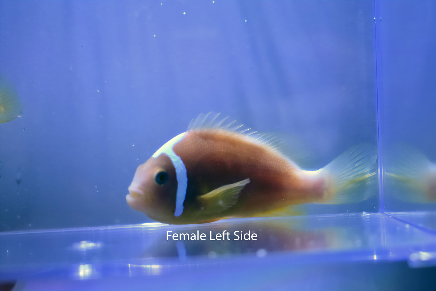 Wild Caught White Bonnet Clownfish Bonded Pair
