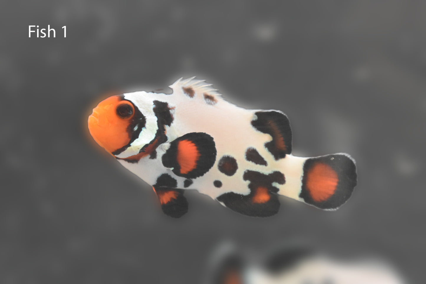 Frostbite X Bullet Hole Clownfish Pair