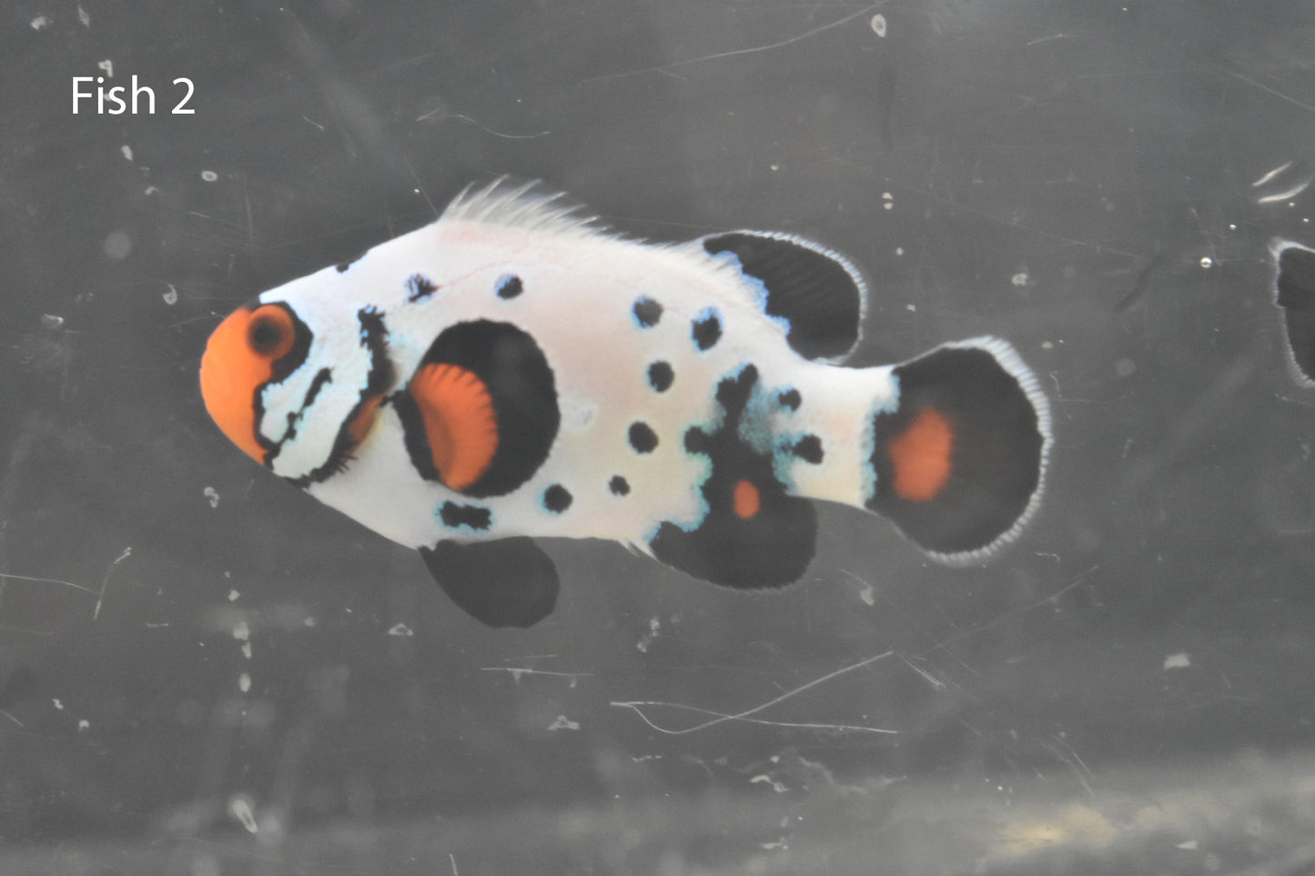 Frostbite X Bullet Hole Clownfish Pair