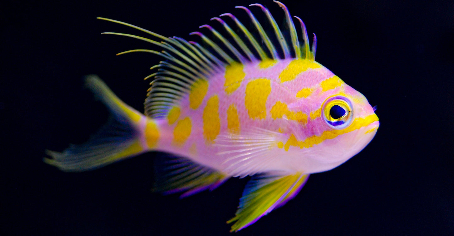 Barbonius Anthias