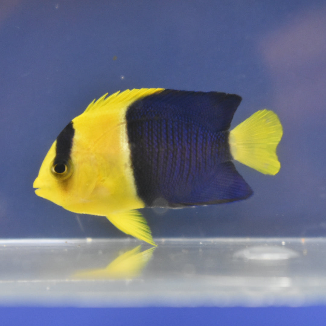 Bicolor Angel WYSIWYG