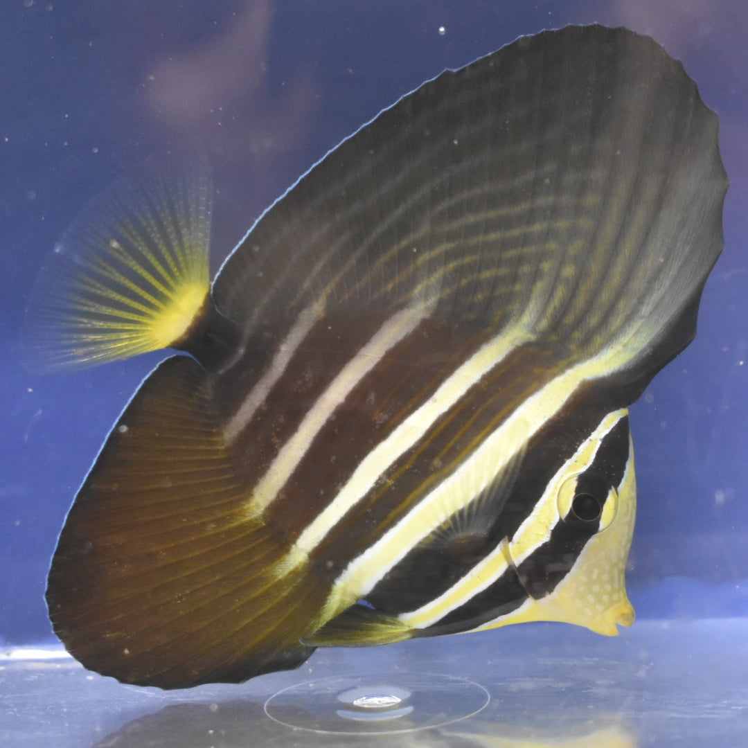 Sailfin Tang WYSIWYG