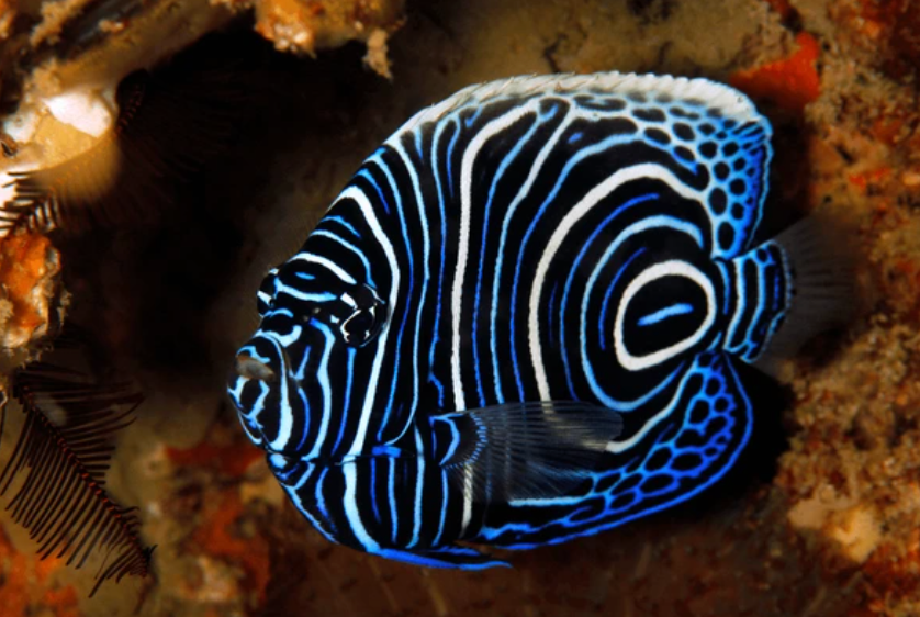 Juvenile Emperor Angelfish