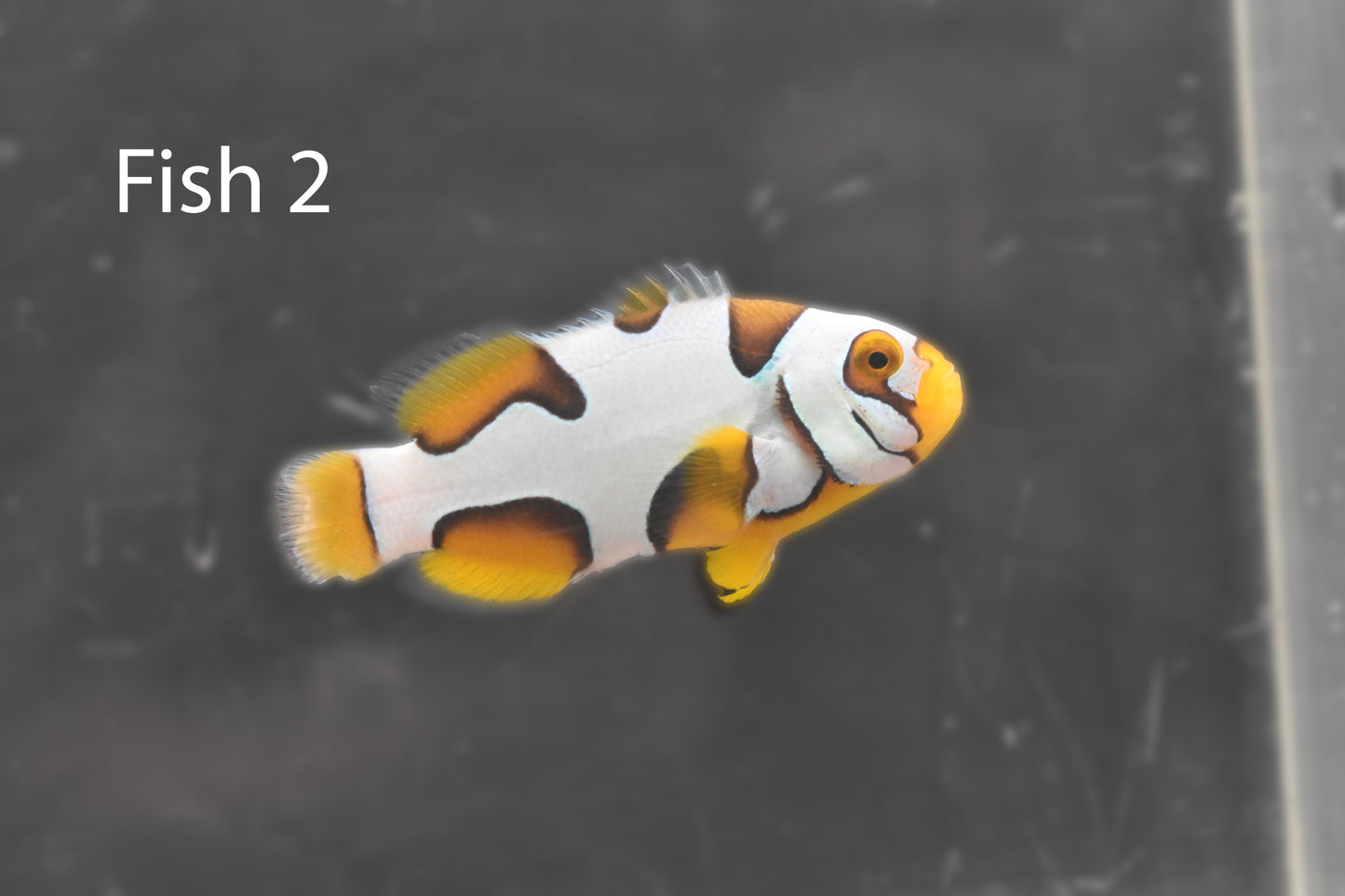 Bali Aquarich Helmet Black Picasso Single Clownfish WYSIWYG