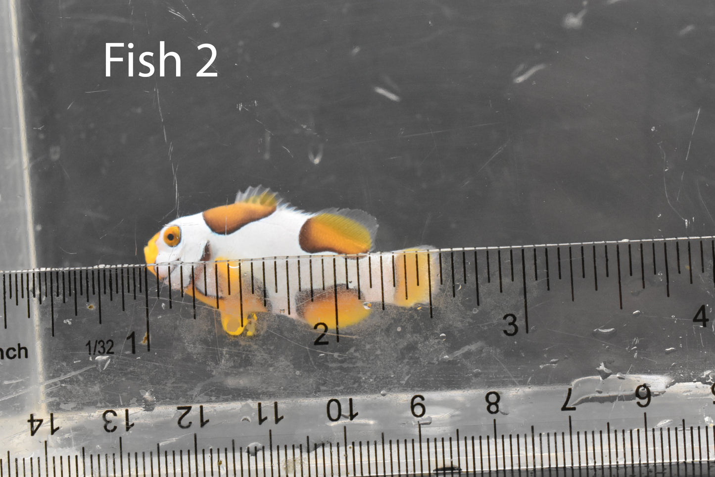 Bali Aquarich Helmet Black Picasso Single Clownfish WYSIWYG