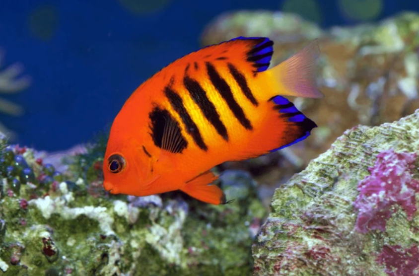 Flame Angelfish