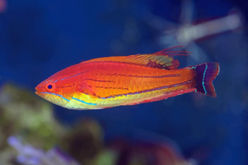 Flasher Wrasse