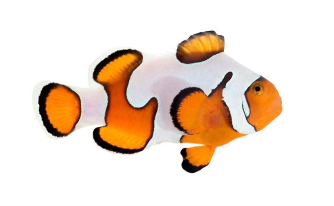 Gladiator Clownfish