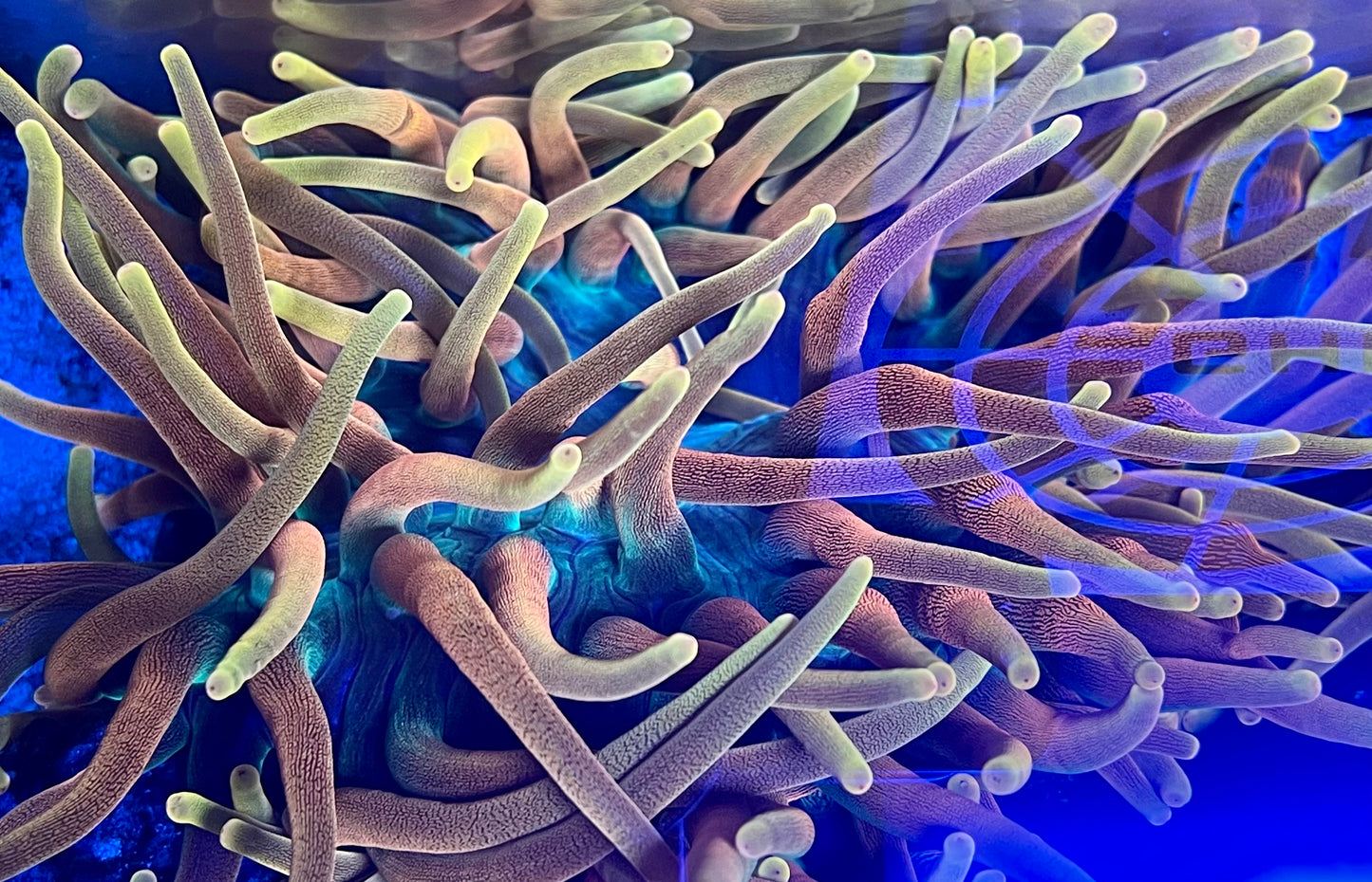 CC Inferno Anemones, Show Size