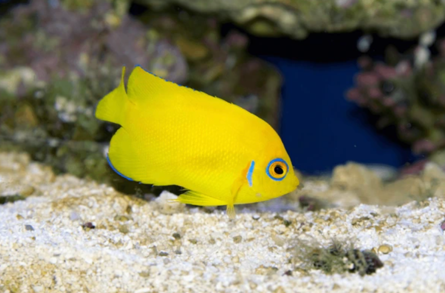 Lemon Peel Angelfish