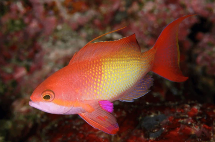 Lyretail Anthias