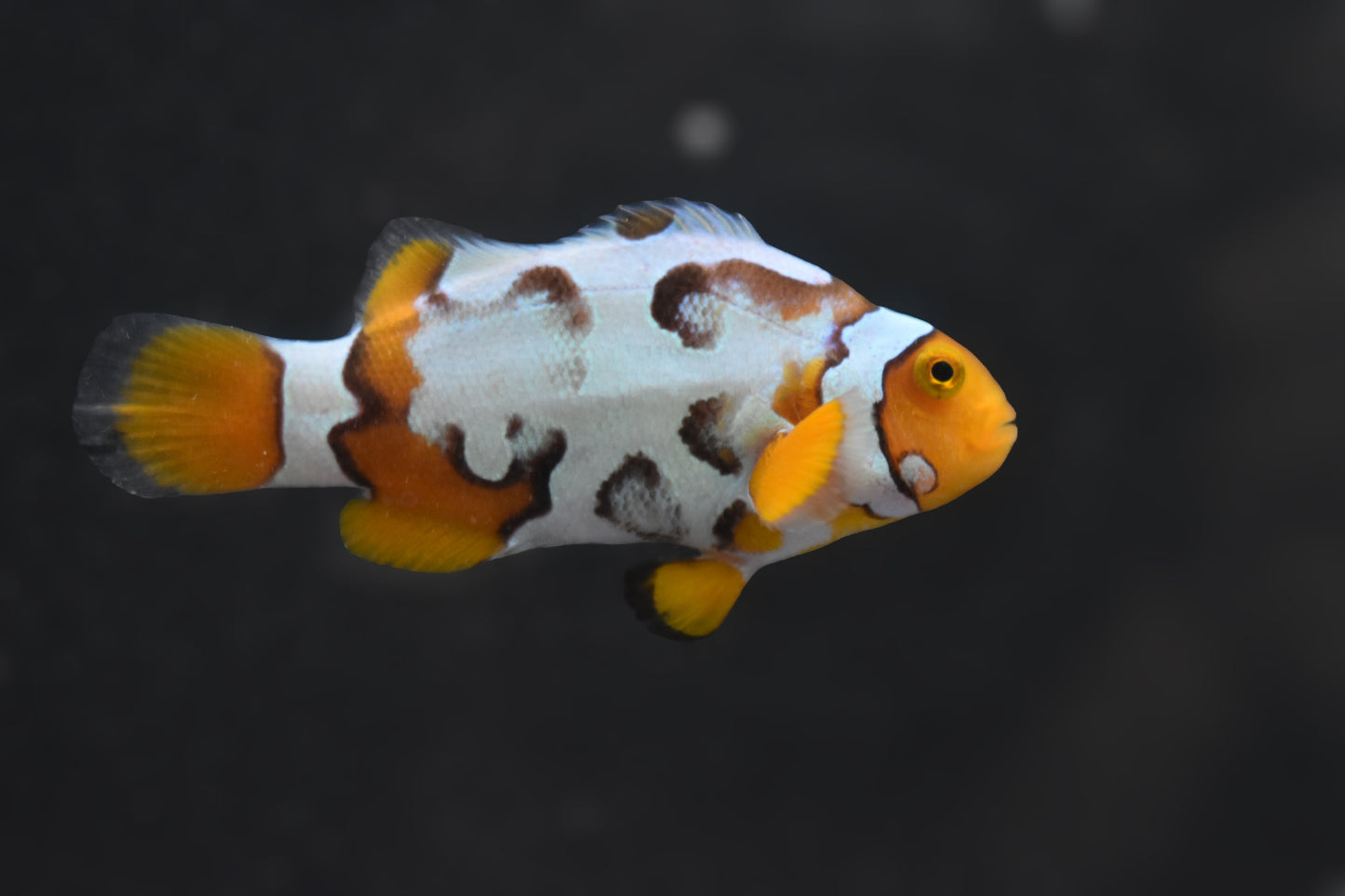 Male Right Side