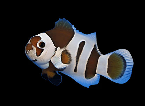 Mocha Storm Clownfish