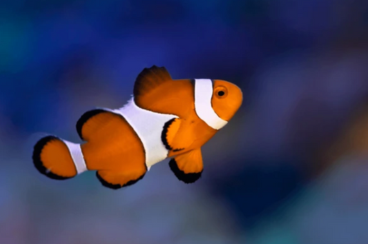 Ocellaris Clownfish