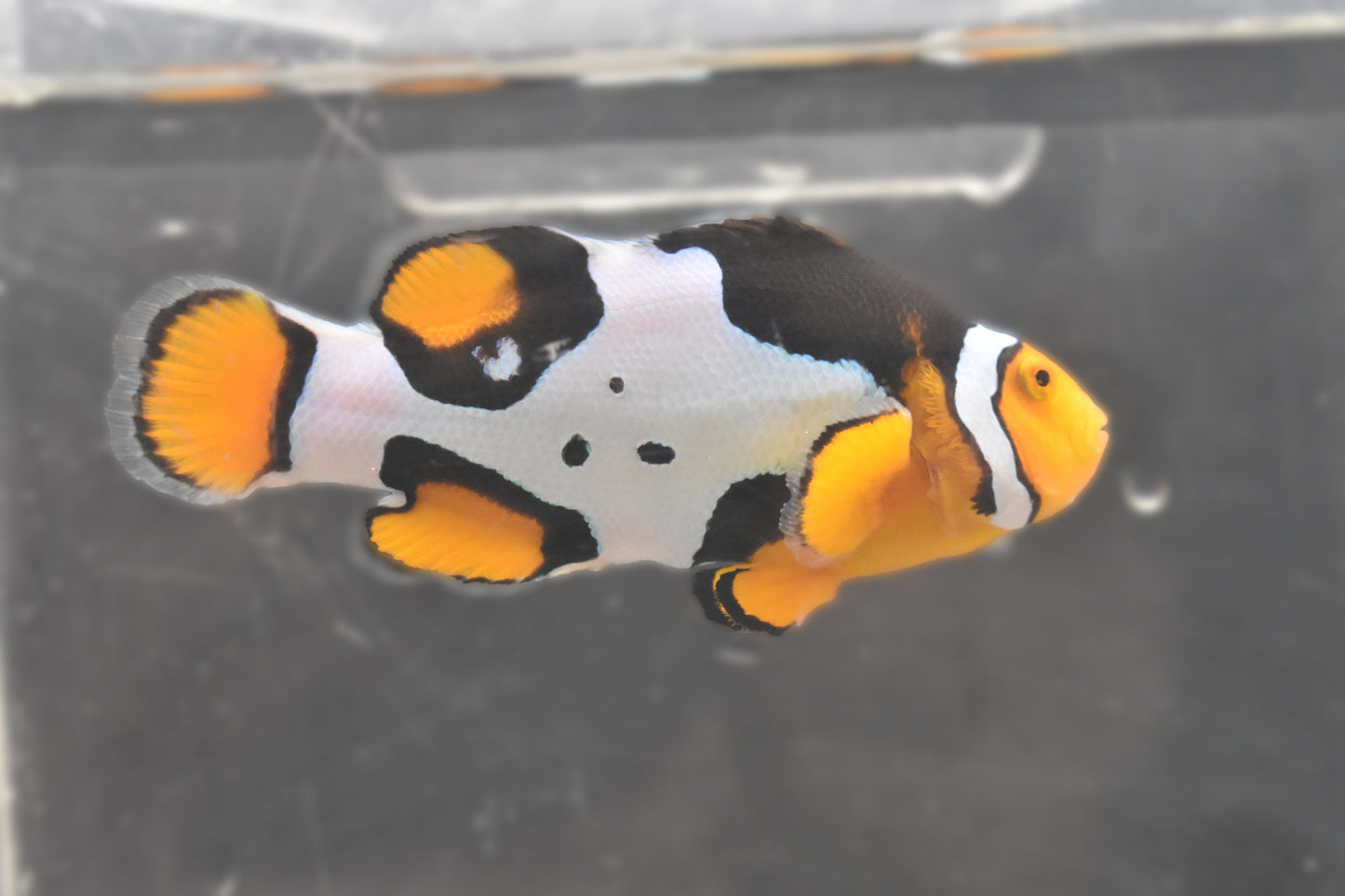 Fish 1 Right