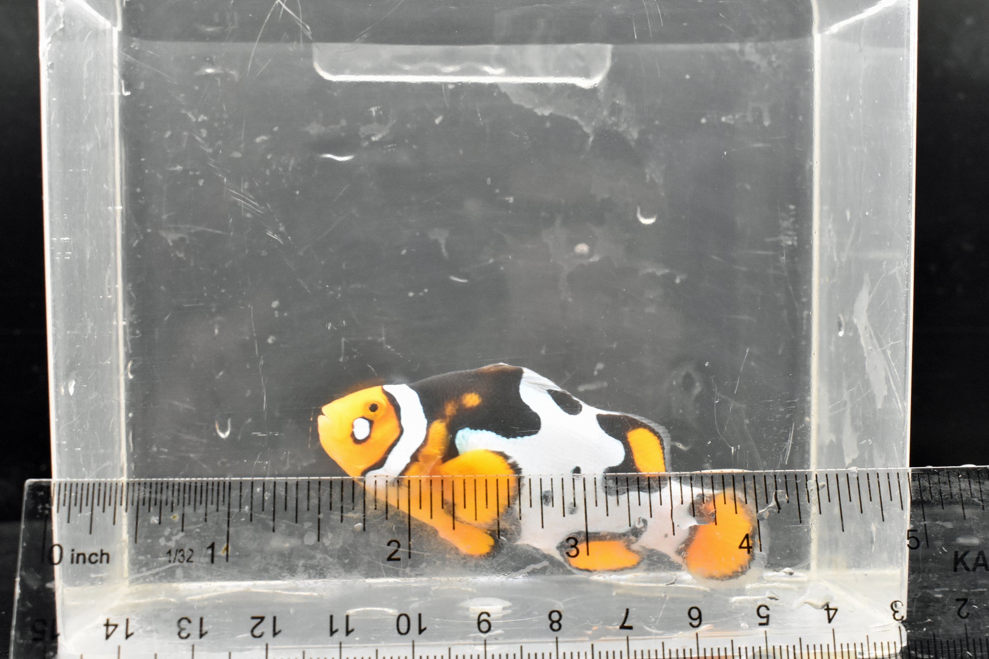 Fish 1 Size
