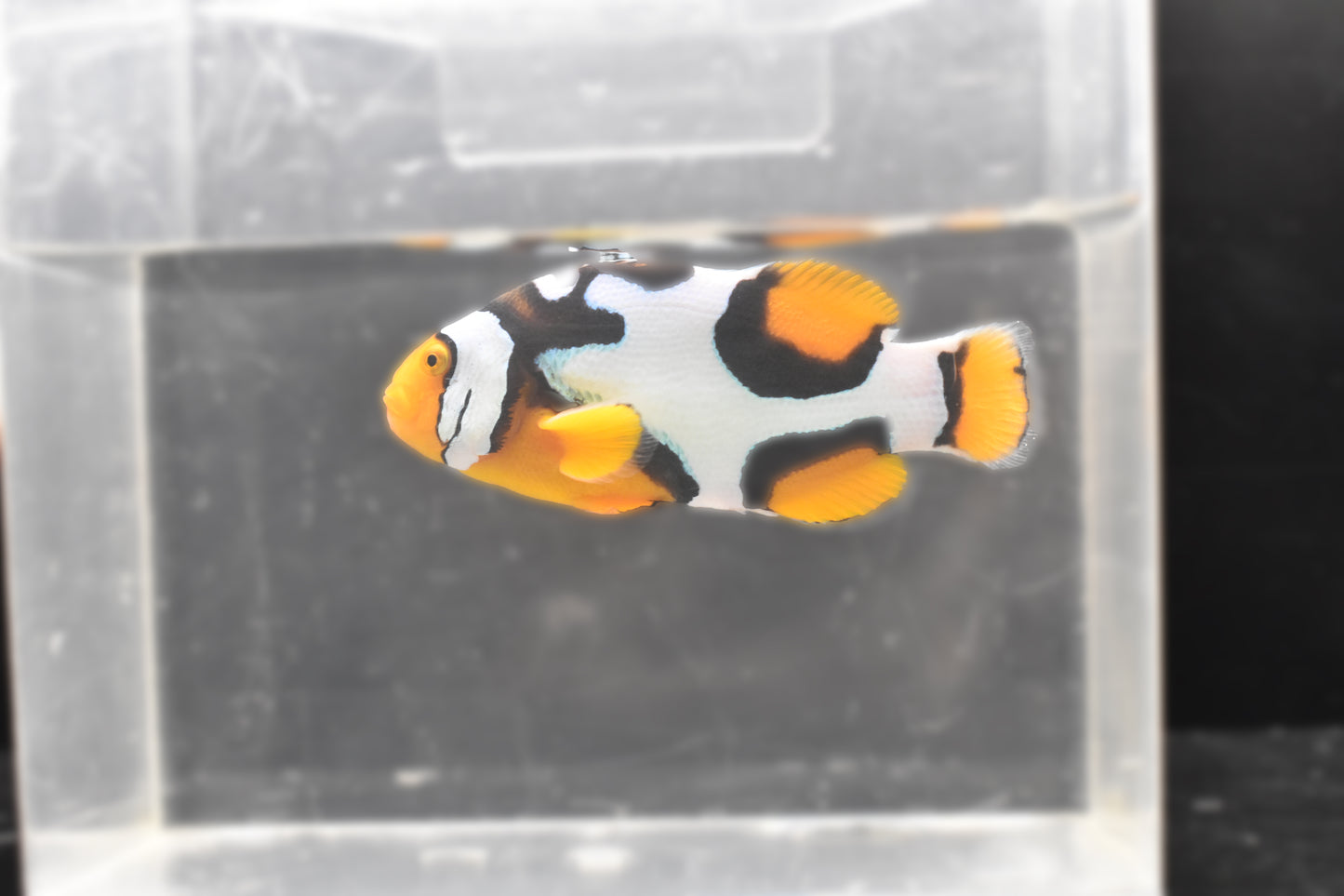 Fish 2 Left