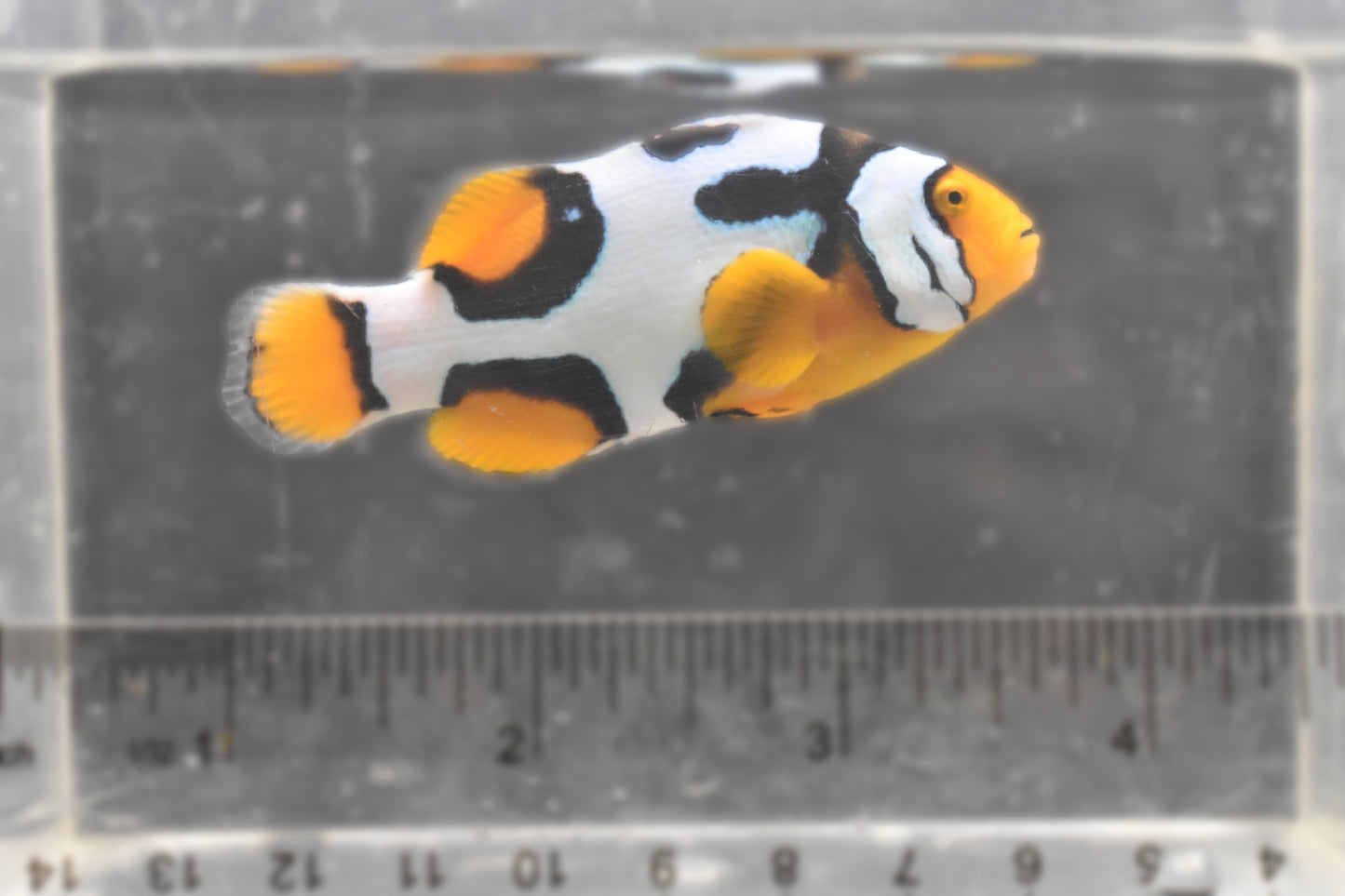 Fish 2 RIght/SIze