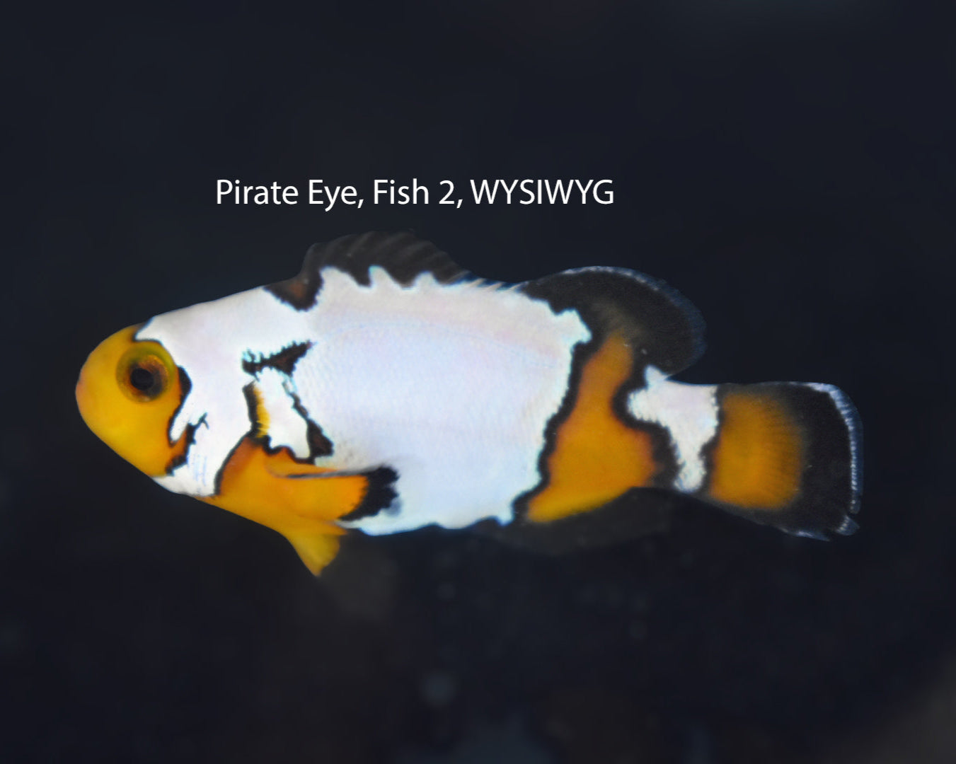 Pirate Eye Premium Snowflake Pair, WYSIWYG