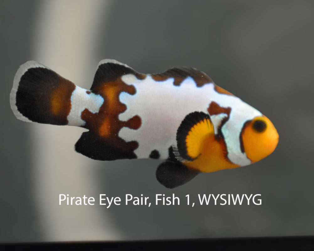 Pirate Eye Premium Snowflake Pair, WYSIWYG