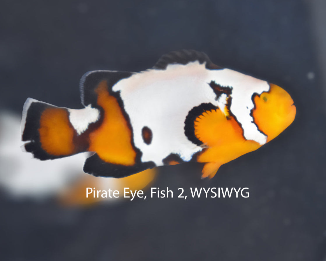 Pirate Eye Premium Snowflake Pair, WYSIWYG