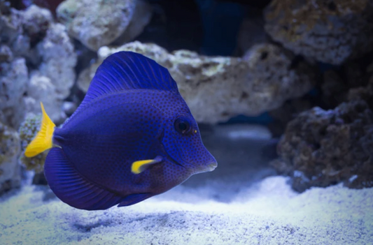 Purple Tang, Wild Caught