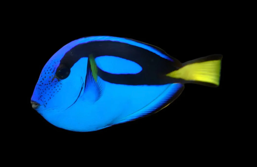 Blue Hippo Tang Reservation