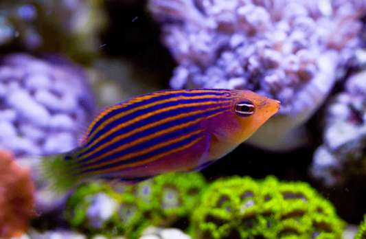 Six Line Wrasse