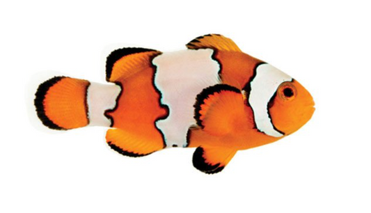 Snowflake Clownfish