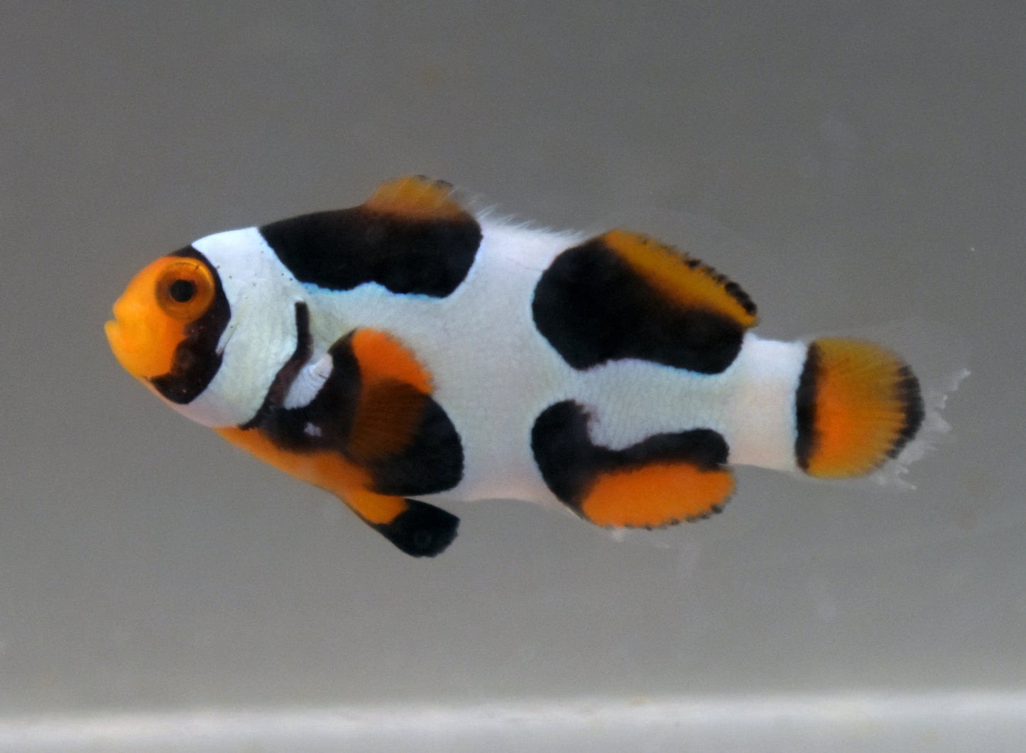 Extreme Onyx Clown, Single, WYSIWYG, 1-1