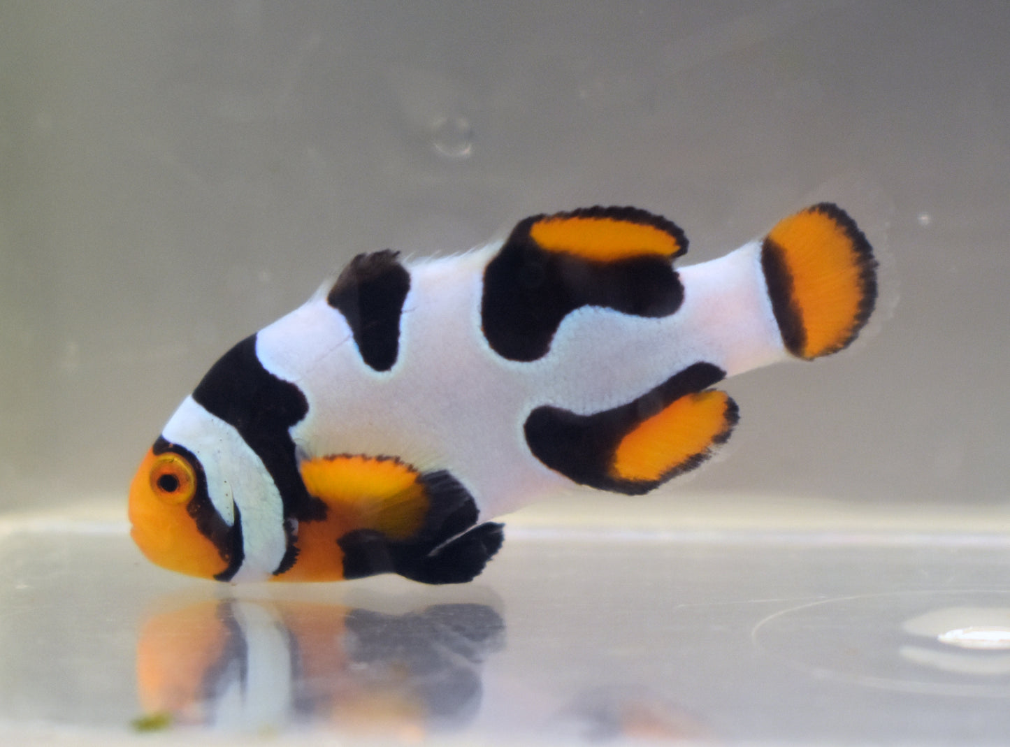 Extreme Onyx Clown, Single, WYSIWYG 9-2