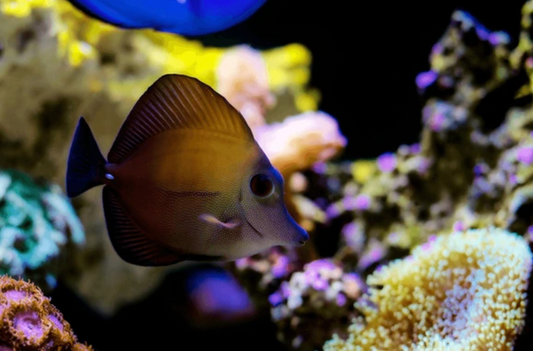 Scopas Tang