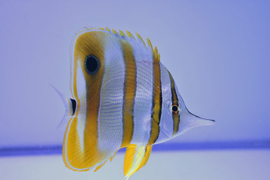 Copperband Butterfly, WYSIWYG *Expert Only*