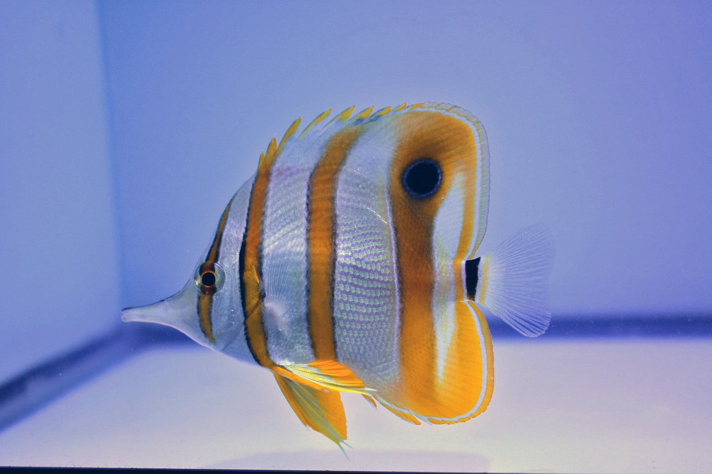 Copperband Butterfly, WYSIWYG *Expert Only*