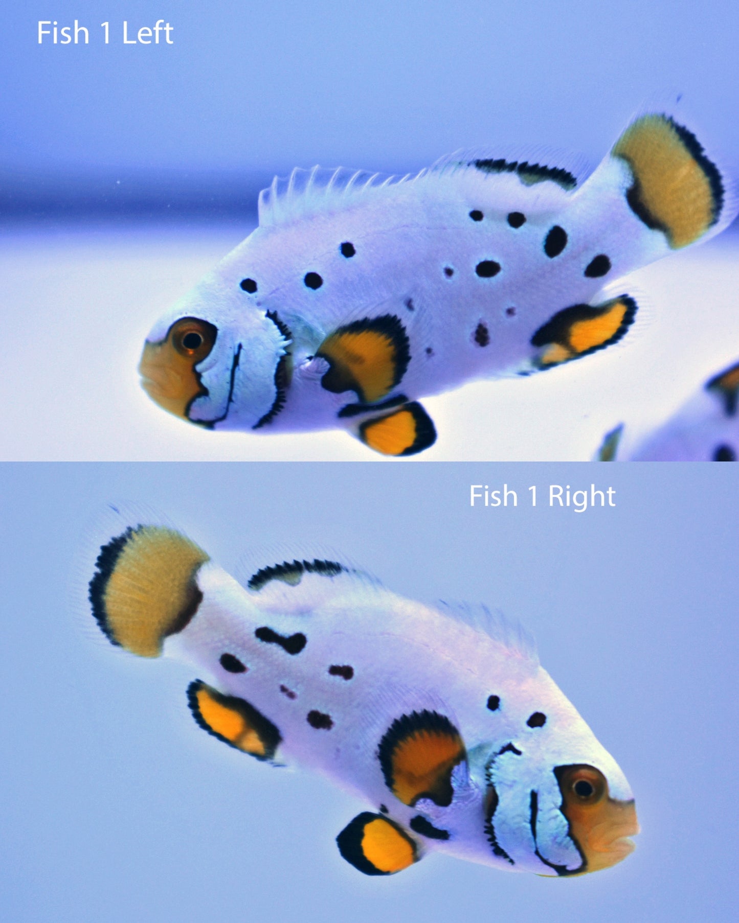 Bali Aquarich Frostbite Clown Pair, WYSIWYG