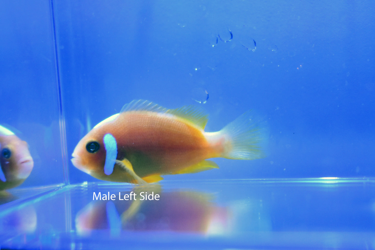 Wild Caught White Bonnet Clownfish Bonded Pair
