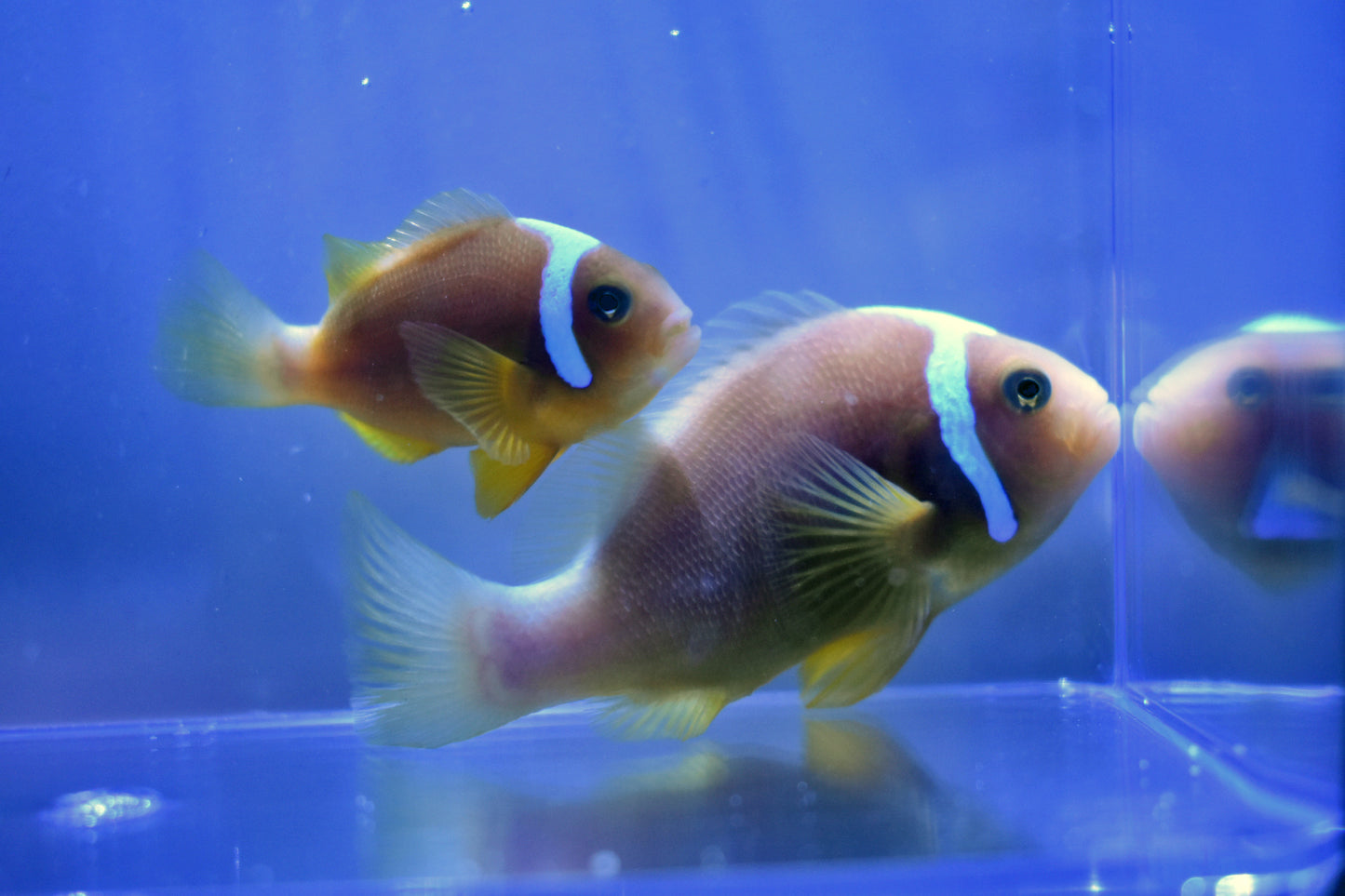 Wild Caught White Bonnet Clownfish Bonded Pair