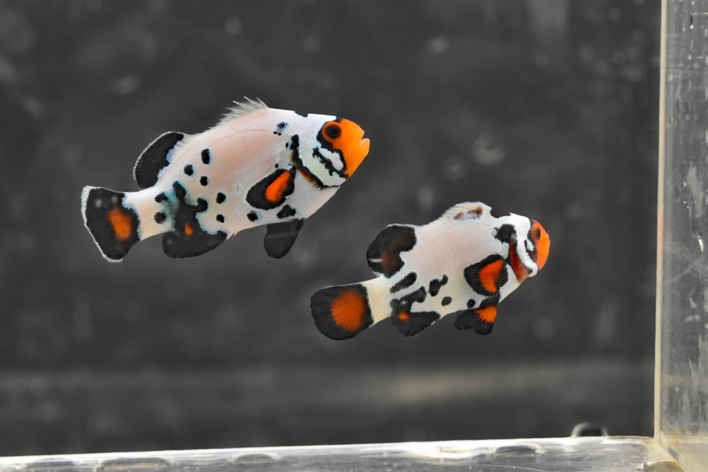 Frostbite X Bullet Hole Clownfish Pair