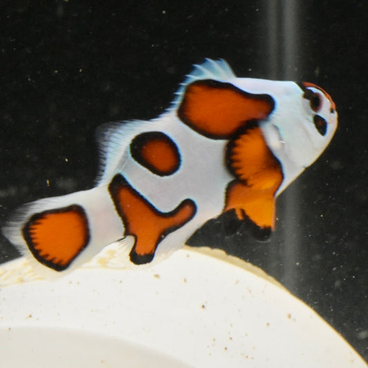 Orange Super Storm Clownfish, WYSIWYG #2
