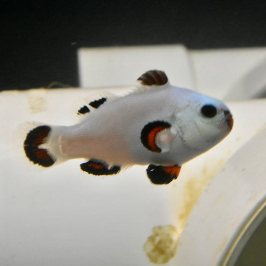 Ice Storm Clownfish, WYSIWYG
