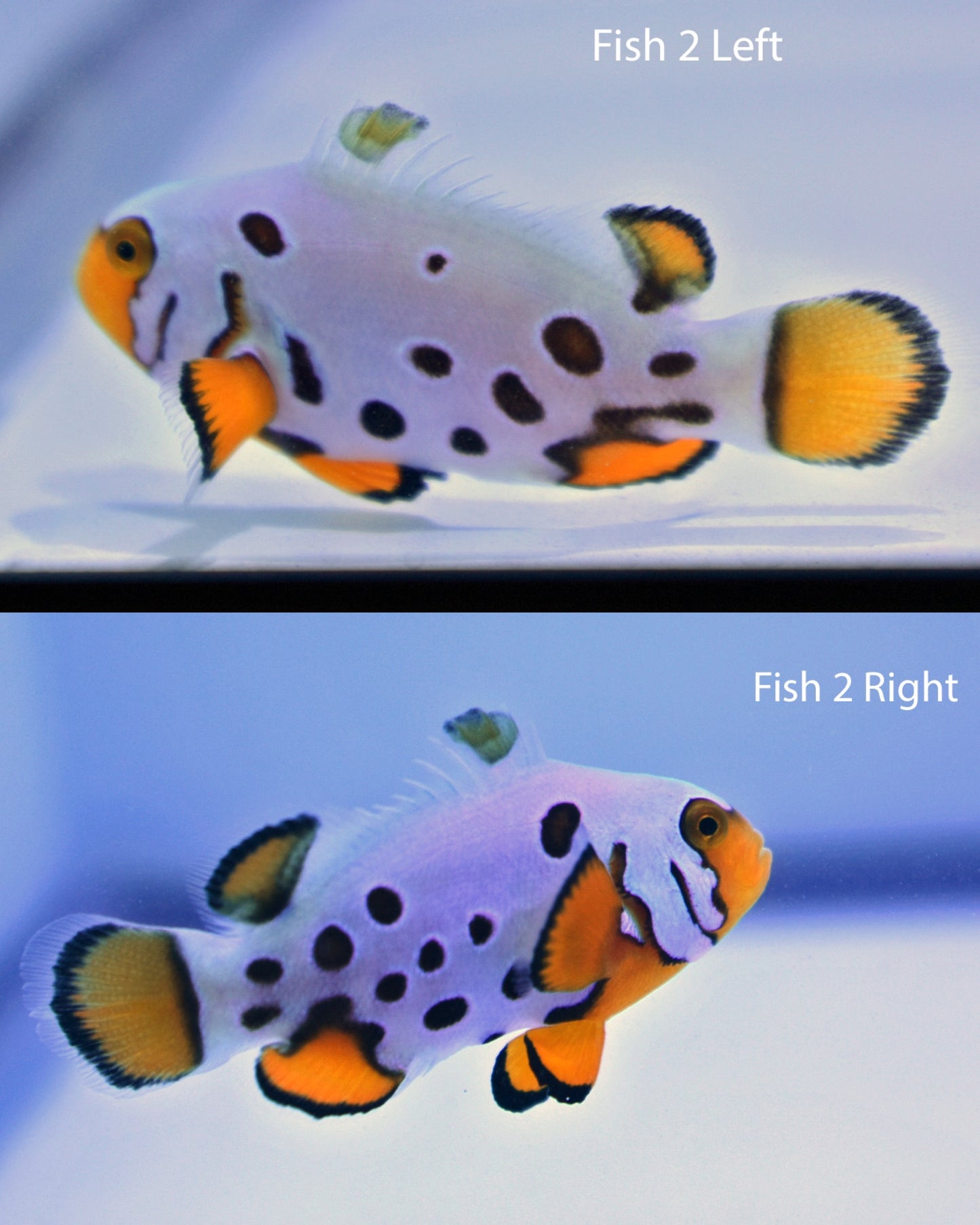 Bali Aquarich Frostbite Clown Pair, WYSIWYG