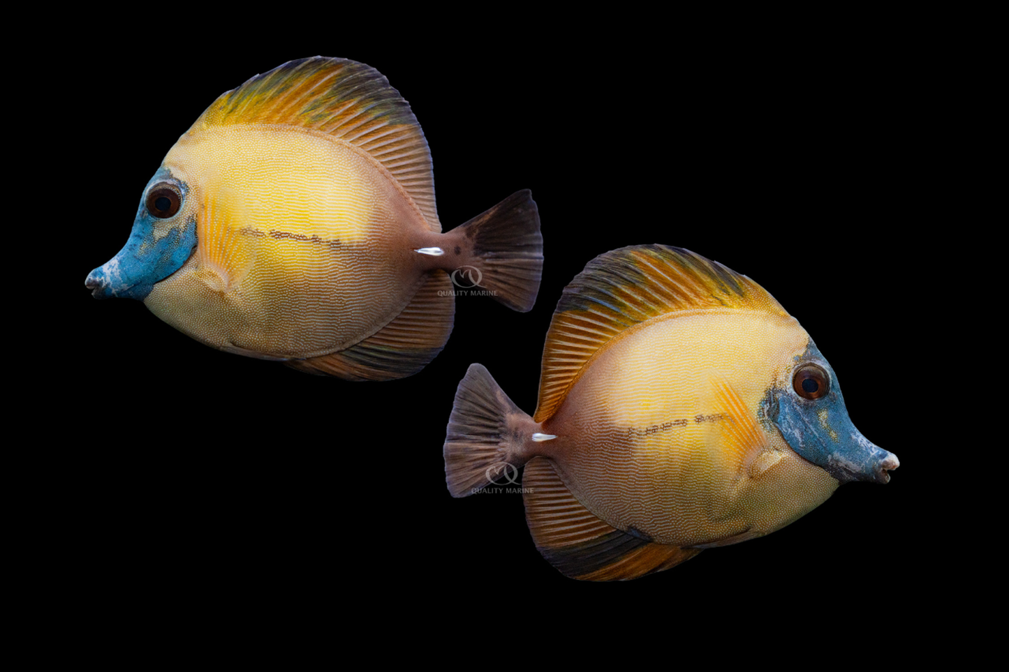 Blue Face Koi Tang, WYSIWYG