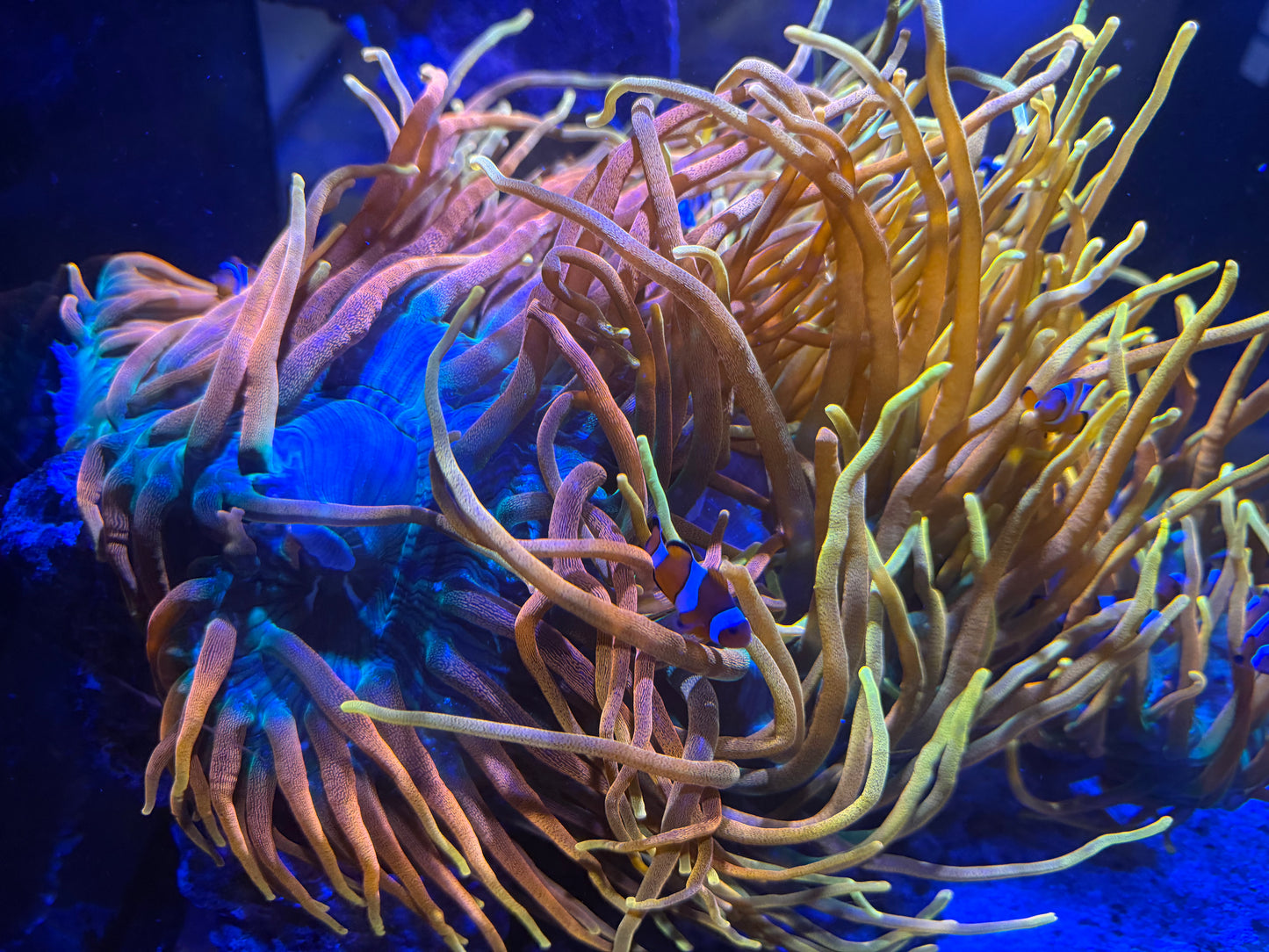 CC Inferno Anemones, Show Size