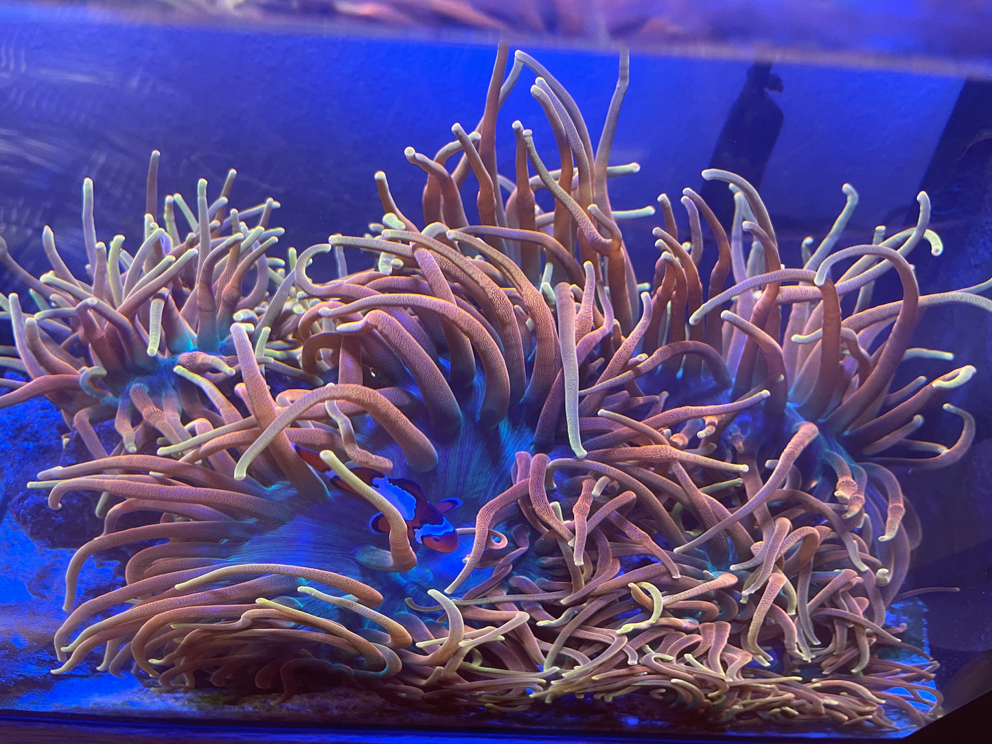 CC Inferno Anemones, Show Size