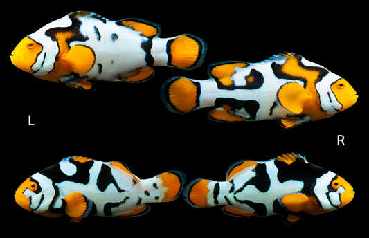 Bali Aquarich Nebula Clownfish Bonded Pair